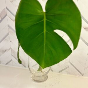 Propagated Monstera Starter Pack